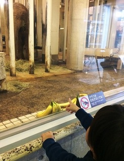 千葉つばさ_動物園象.jpeg