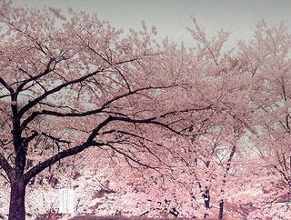 将監桜.jpg